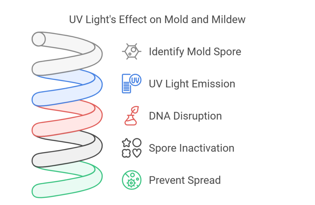 How UV Light Works to Eliminate Mold and Mildew in the kitchen